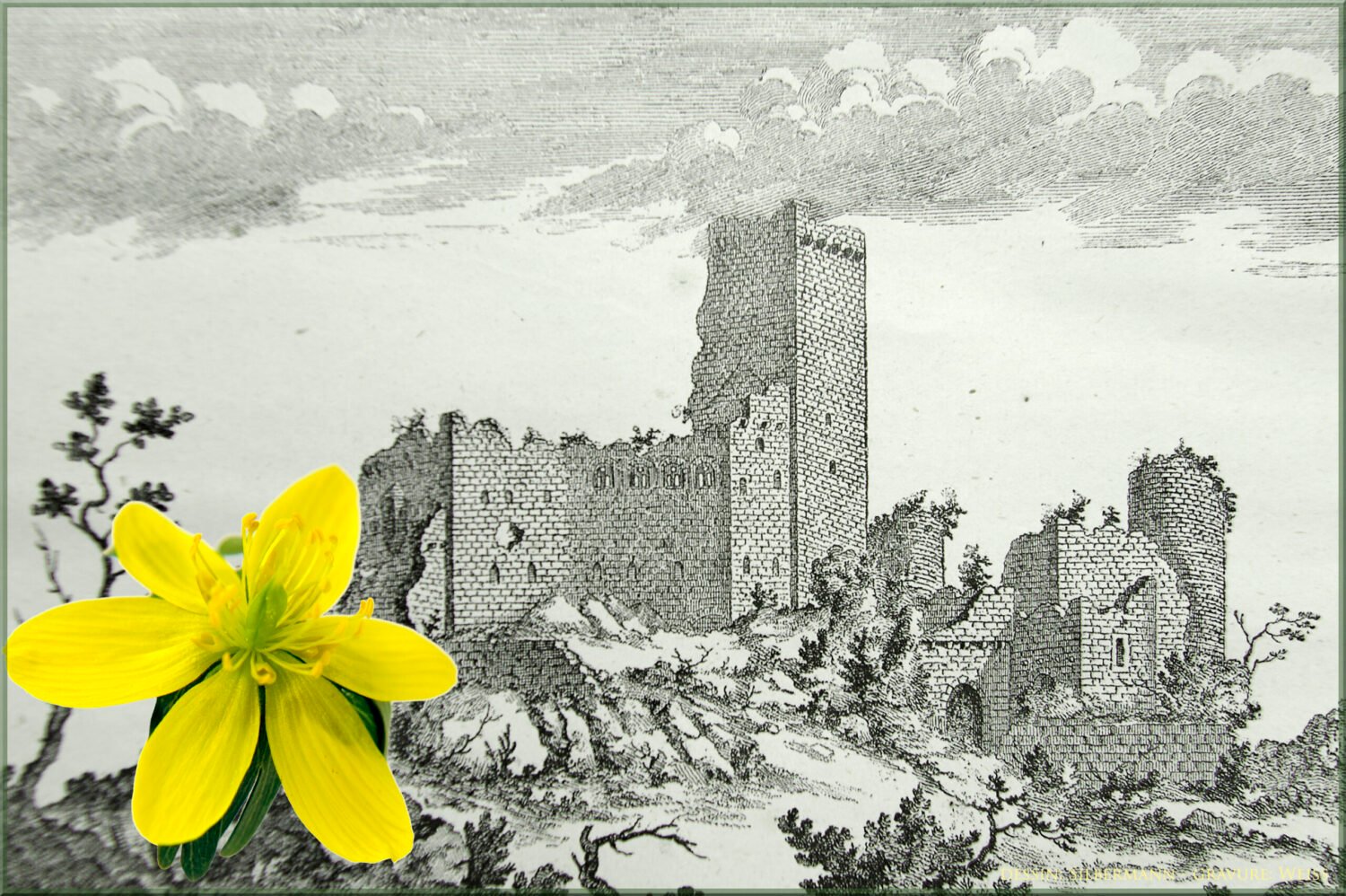 Eranthis hiemalis en fleur, château du Landsberg, Barr, Club Vosgien, randonnée Alsace.