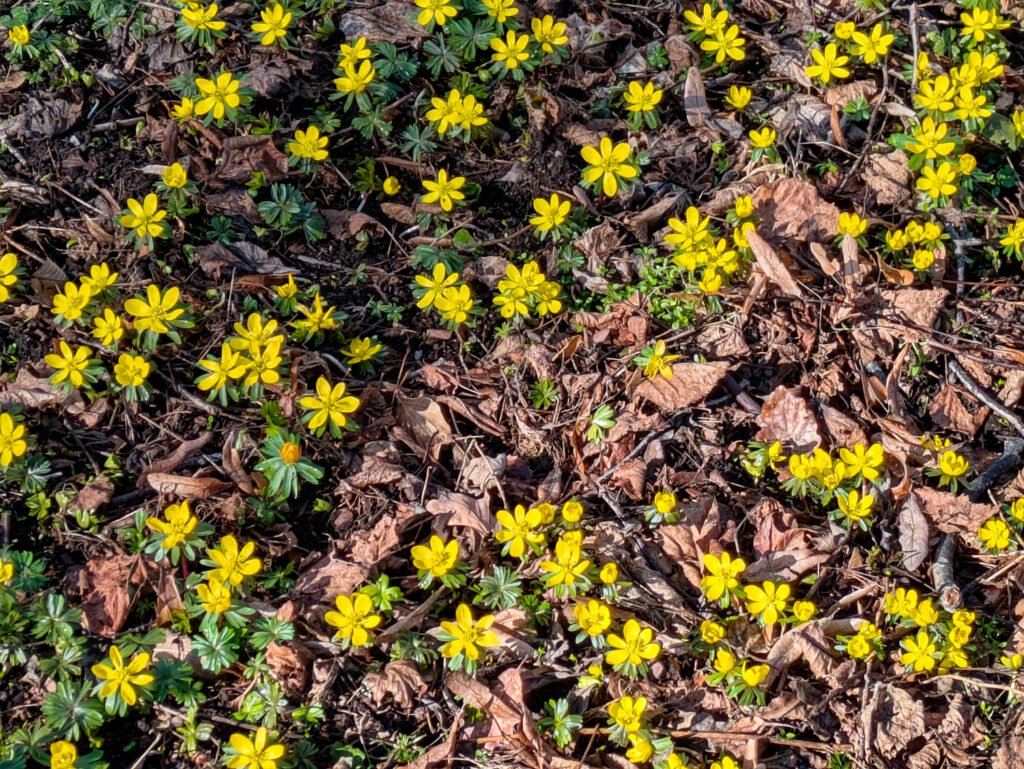 Eranthis hiemalis en fleur, château du Landsberg, Barr, Club Vosgien, randonnée Alsace.