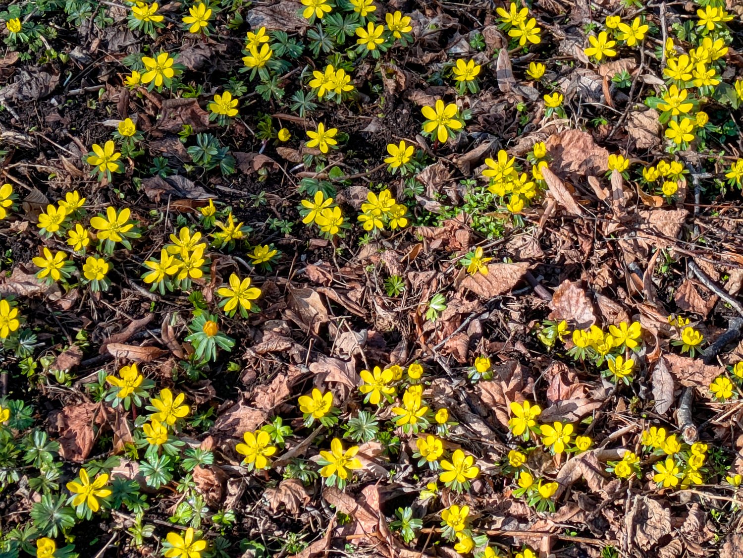Eranthis hiemalis en fleur, château du Landsberg, Barr, Club Vosgien, randonnée Alsace.